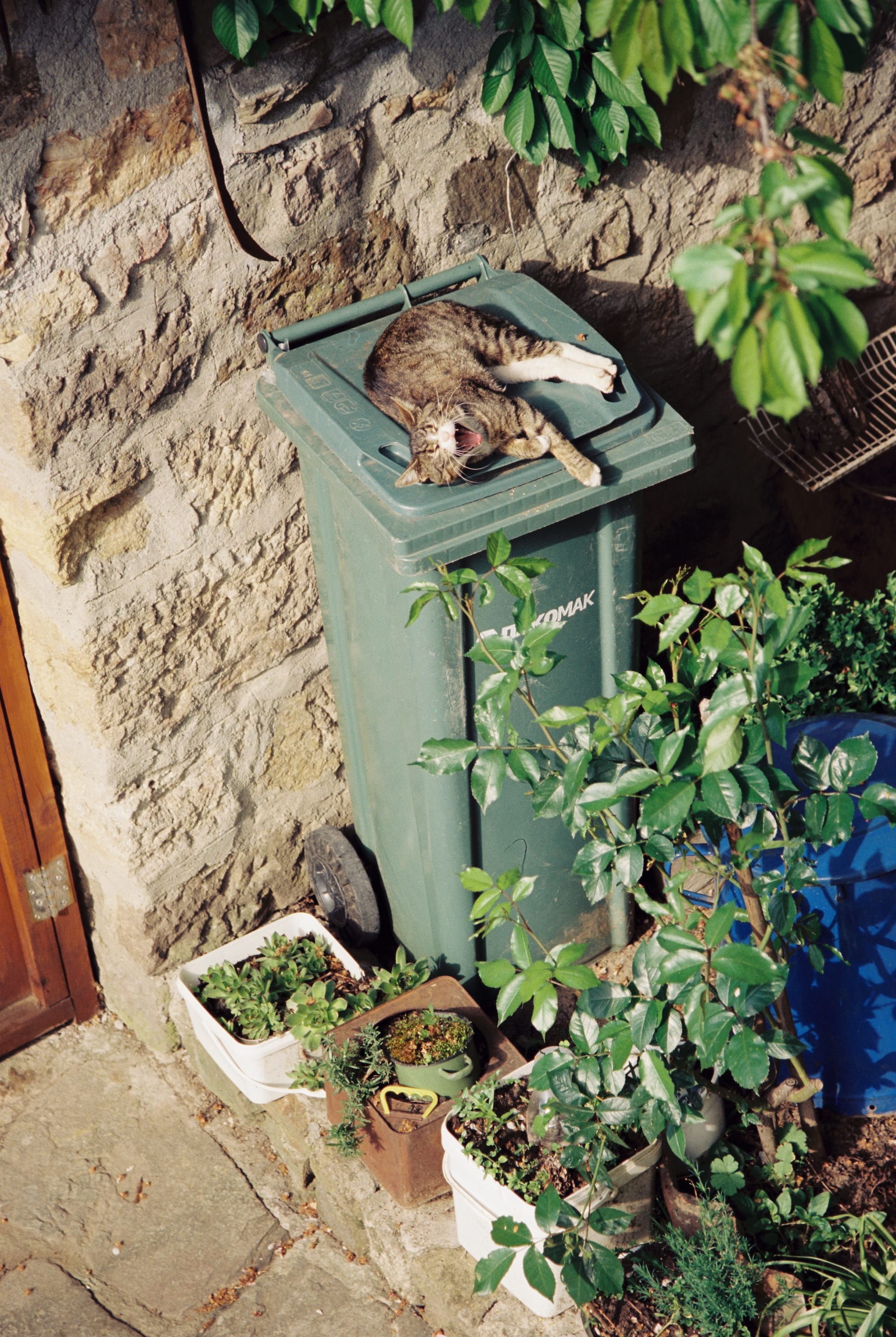 Kratovo, North Macedonia — The cat of the hotel I was in