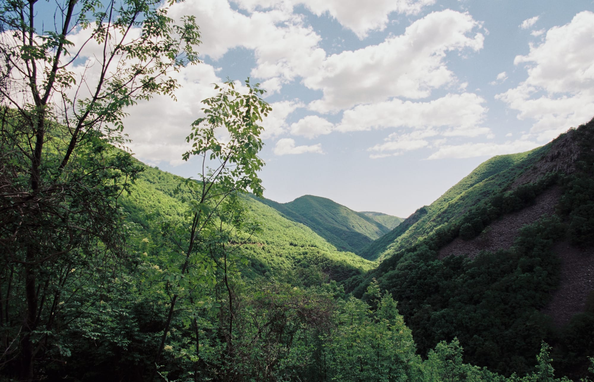 Zletovo, North Macedonia — Volcanic earth apparently make trees twice as green!